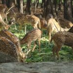 Deer spotted at Dehradun zoo.