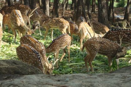 Deer spotted at Dehradun zoo.