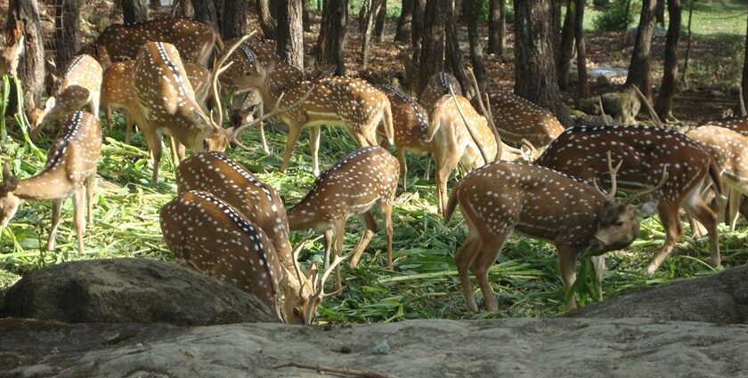 Deer spotted at Dehradun zoo.