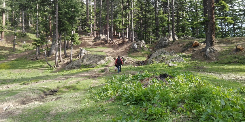 View of deodar forests from Jageshwar near Binsar Wildlife Sanctuary.