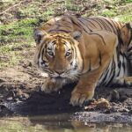 Mudumalai Tiger reserve offers wildlife encounters in stunning natural surroundings