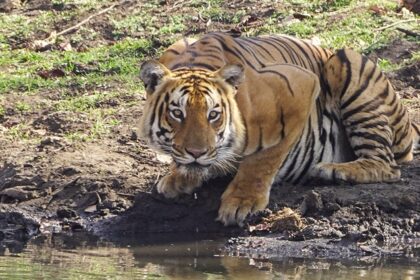 Mudumalai Tiger reserve offers wildlife encounters in stunning natural surroundings