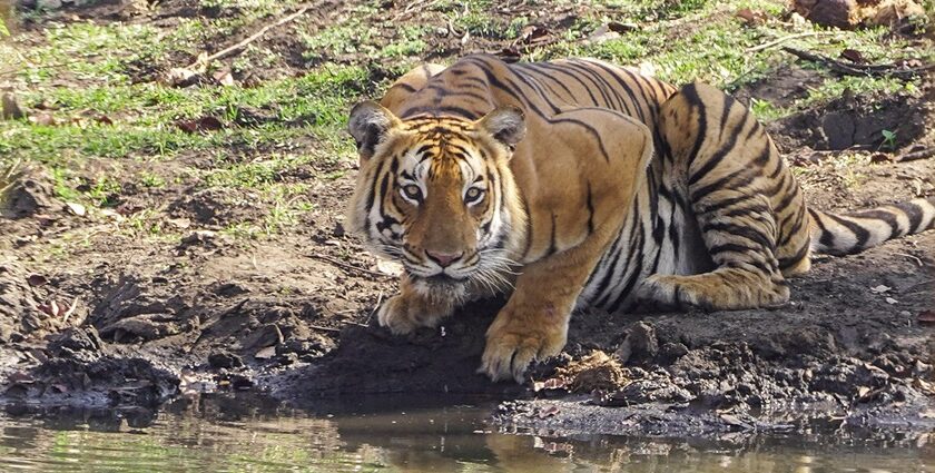 Mudumalai Tiger reserve offers wildlife encounters in stunning natural surroundings