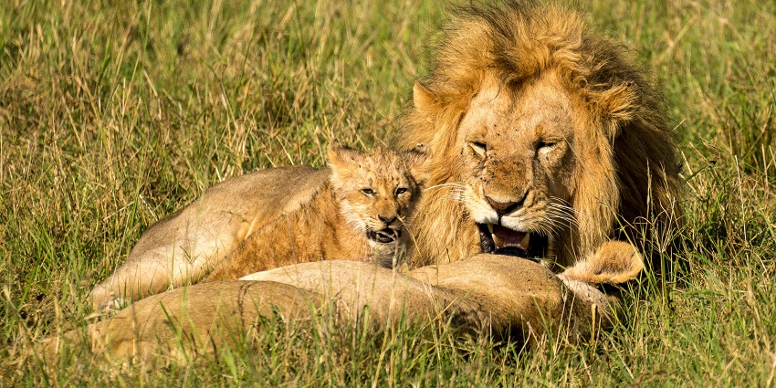 Close-up of lions lounging on grass, capturing their majestic presence and calm demeanor in the wild.