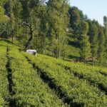 An image of the landscape of Ooty featuring beautiful rolling hills and misty mountains