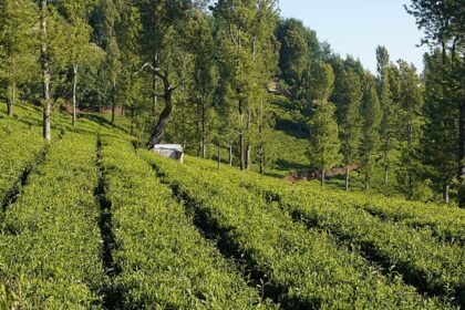 An image of the landscape of Ooty featuring beautiful rolling hills and misty mountains