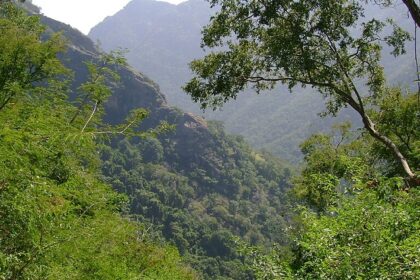 Image of lush green forest offering amazing things to do in Kolli Hills for adventurers.