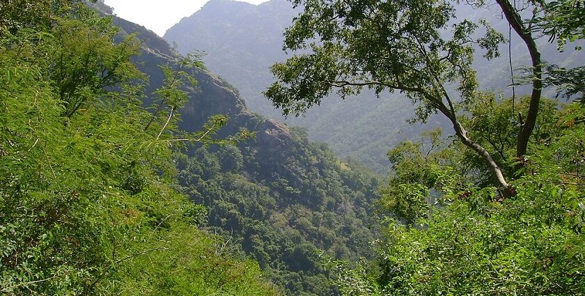 Image of lush green forest offering amazing things to do in Kolli Hills for adventurers.