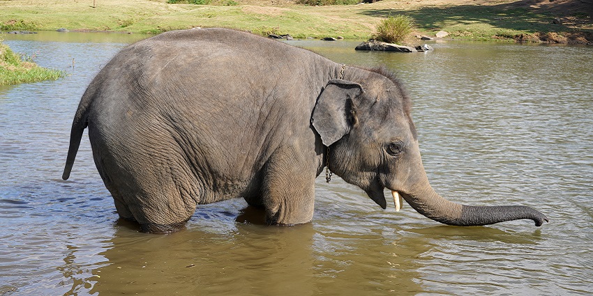 Juvenile elephant enjoying a bath in the river at Vallanadu Elephant Camp, Theppakadu.