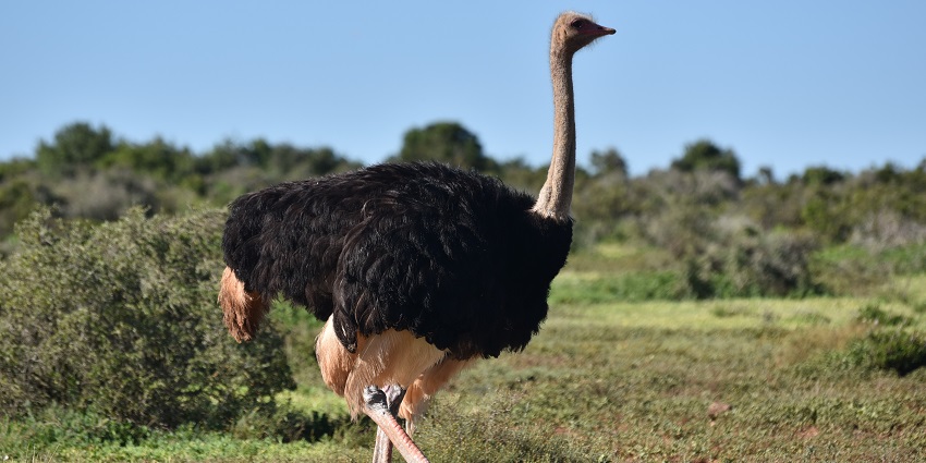 Perfect habitat for many animal residents in a national park in South Africa