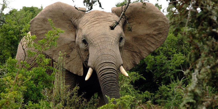 Encounter elephants up close on amidst lush green landscapes.
