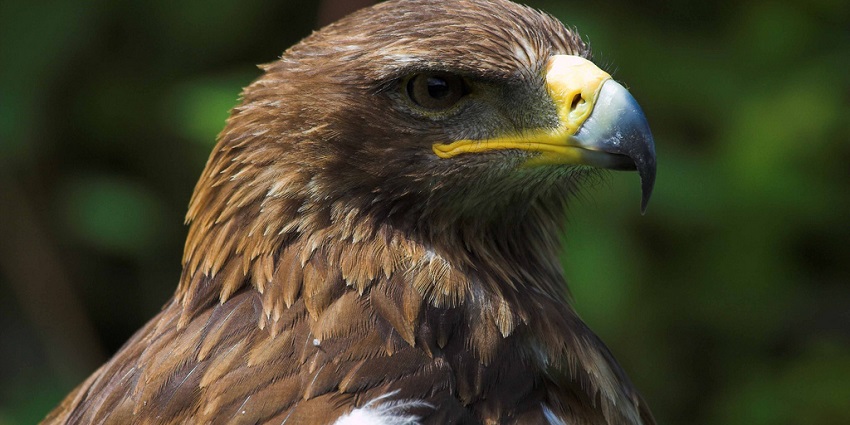 Diverse species of birds and Reptiles in Addo Raptor and Reptile Centre