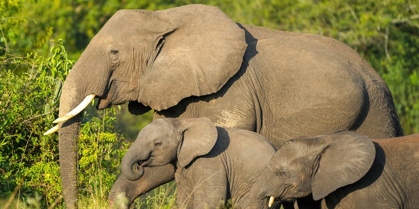 A picture of a family of elephants roaming around the Addo Elephant National Park