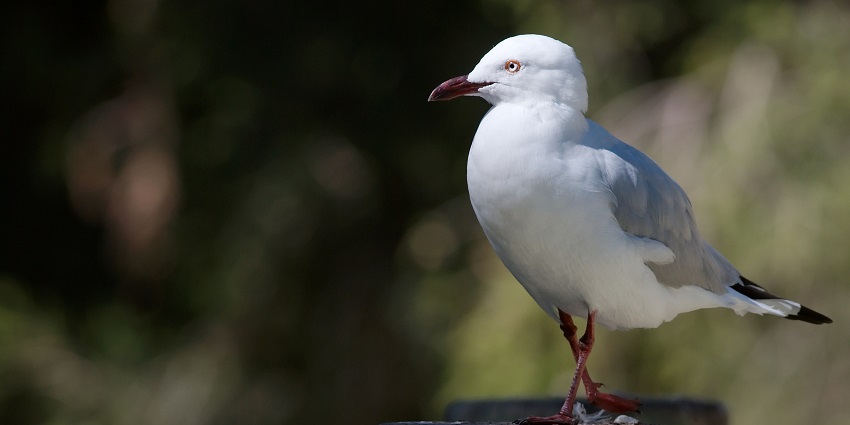 Spot an array of avian species in Adelaide zoos in Australia