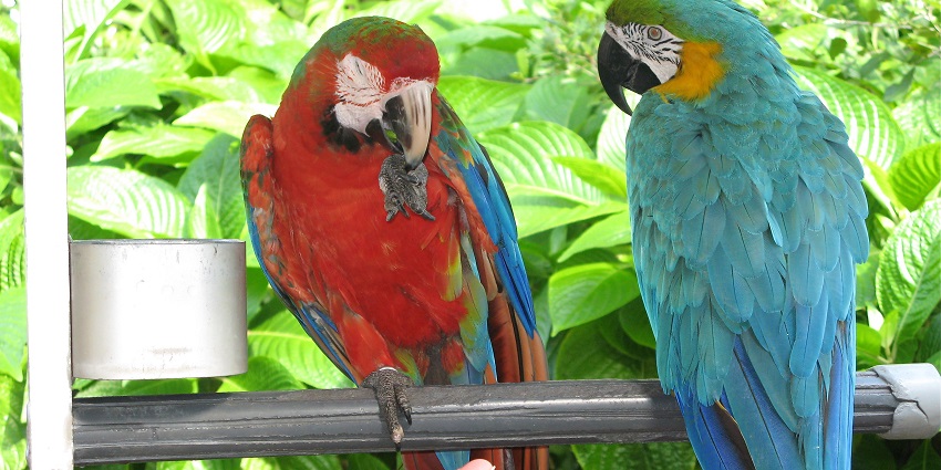 Two different macaws inside of the jungle island - one of the things to do in Miami, Florida.