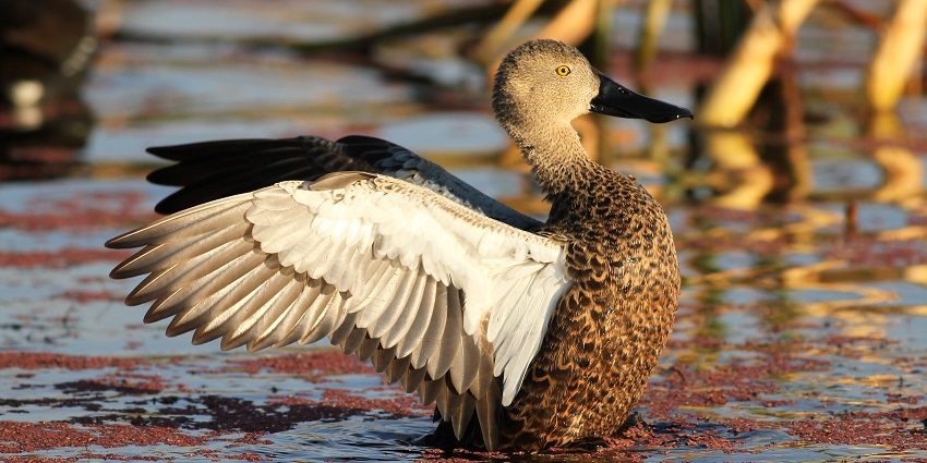 Birds are properly taken care of at African Dawn Wildlife Sanctuary in South Africa