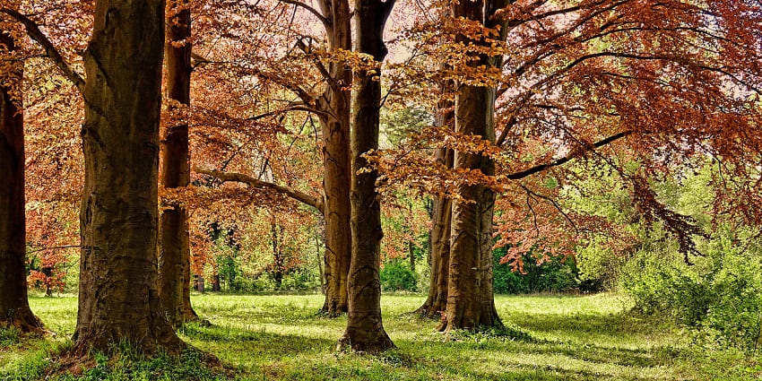 A view of dense trees in Agamont Park, a spot near Acadia National Park in Maine.