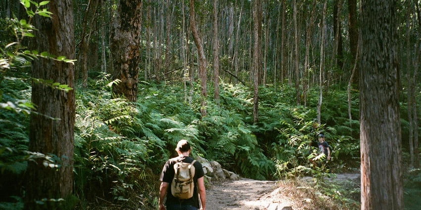 A view of people enjoying the Ajoba Hill Fort trek, a unique adventure through dense forests.