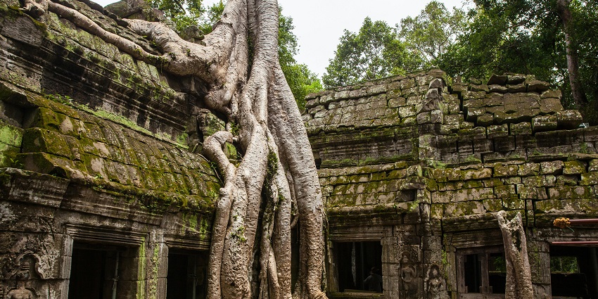An image of the Banyan tree at Akshay Vat Vatika which is known for its spirituality.
