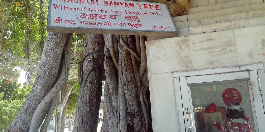 A picture of the sacred Akshayavat tree, which is one of the best places to visit in Allahabad.