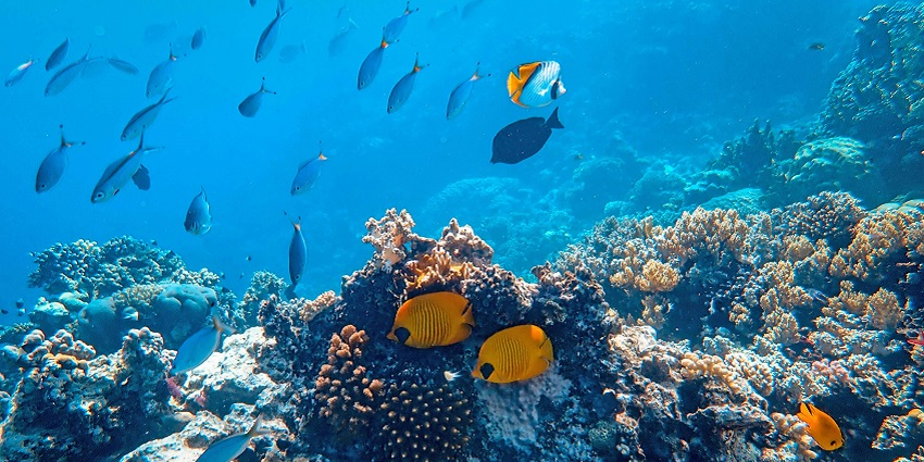 Varsoli Beach near Alibaug, at a secluded resort, underwater views are found to be great.