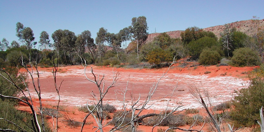 Discover Alice Springs' desert fauna on a captivating night safari in Australia this trip.