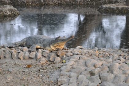 A beautiful view of wildlife at Alipore Zoo, situated in the heart of Kolkata.