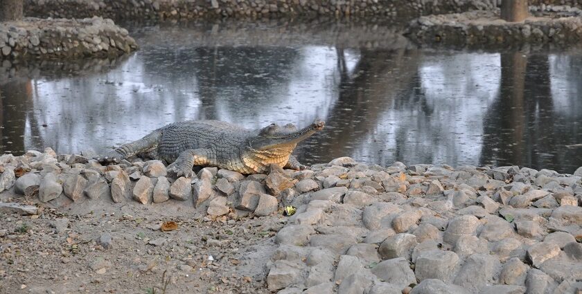 A beautiful view of wildlife at Alipore Zoo, situated in the heart of Kolkata.