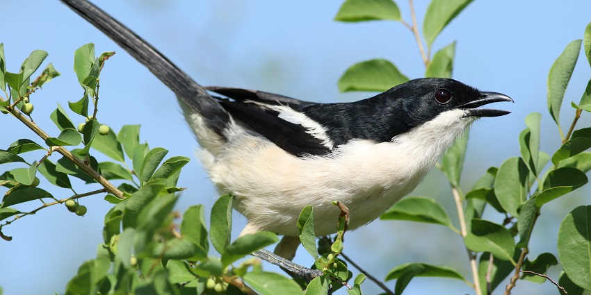 Camping in Almora offers birdwatching experiences amidst nature’s magnificence