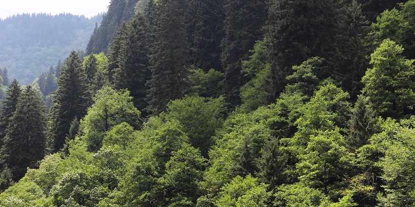Picturesque view of scenic park with lush forests, rivers, and diverse wildlife