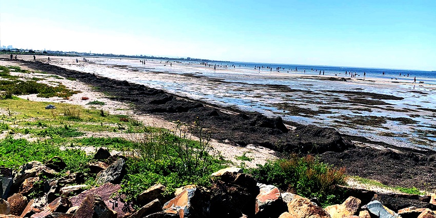 Discover the crystal-clear water at Altona Beach for peace and a fun time with loved ones.