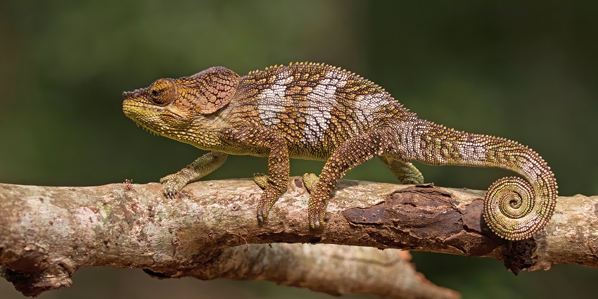 Image of a reptile in Amber Mountain National Park one of the best places to visit in Madagascar