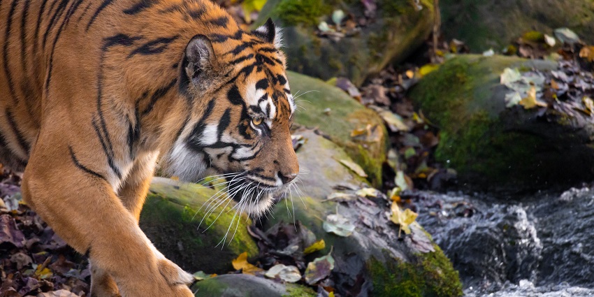 A picture of Anamalai Tiger Reserve, a wildlife haven and a must-visit place in Pollachi.