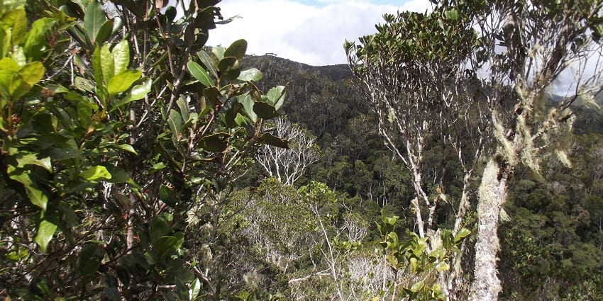 Image of Andasibe-Mantadia National Park - a must-see place to visit in Madagascar