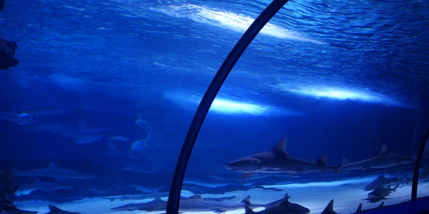 Large aquarium featuring diverse marine life and interactive exhibits.