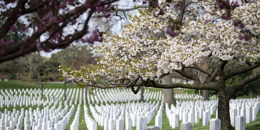 A picture of the Arlington National Cemetery during the spring season with flowers blooming
