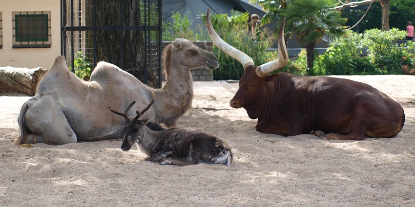 Historic zoo featuring diverse animals, botanical gardens, and aquarium exhibits.