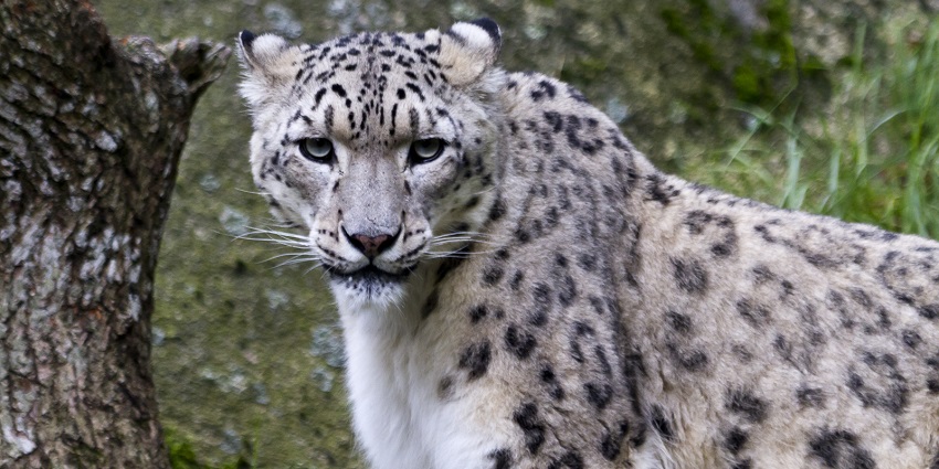Askot Wildlife Sanctuary is known for protecting Himalayan biodiversity in Uttarakhand.