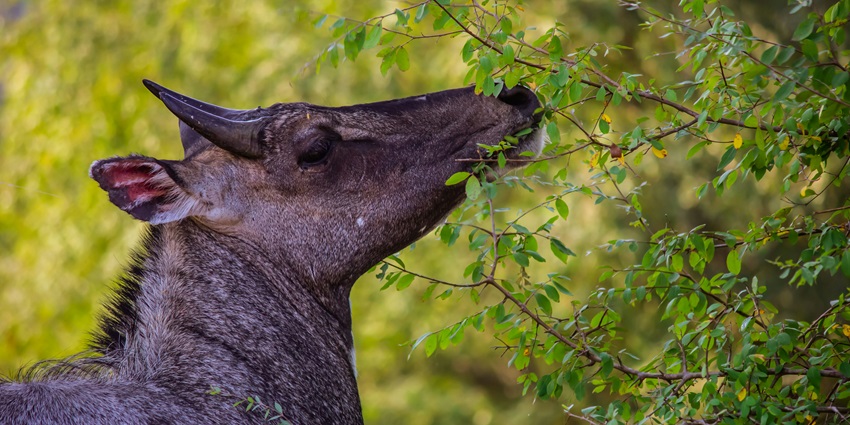 nilgai roaming freely at asola bhatti wildlife sanctuary for travellers to explore.