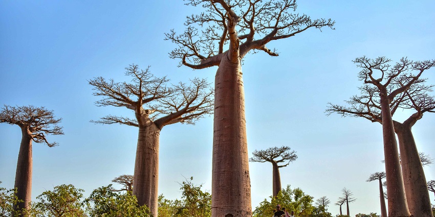 Ancient baobabs are a breathtaking place to visit in Madagascar