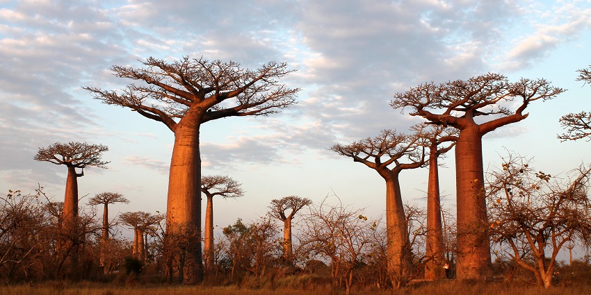 Visit Baobabs sunset in golden hue on Madagascar Island.