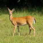 A representative image of Ballavpur Wildlife Sanctuary with a lush green view on a sunny day.