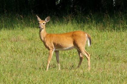 A representative image of Ballavpur Wildlife Sanctuary with a lush green view on a sunny day.