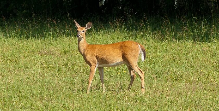 A representative image of Ballavpur Wildlife Sanctuary with a lush green view on a sunny day.