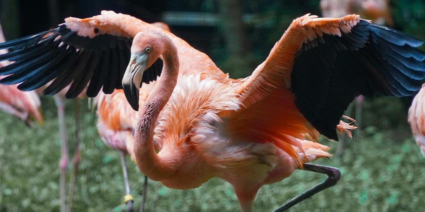 An image of a Flamingo spreading its vibrant wings near Shantiniketan Museum.
