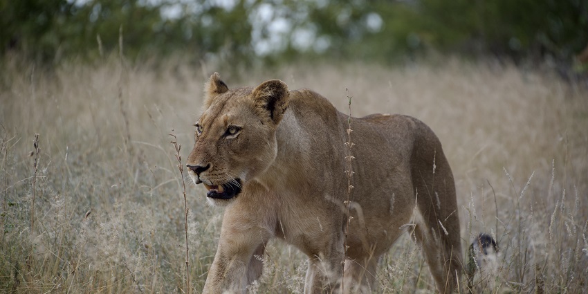 Enjoy a view of fierce lioness in Balule Reserve.