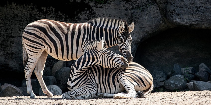 Zebras grazing in a grassy field under a clear blue sky, a famous place near Datta Temple.