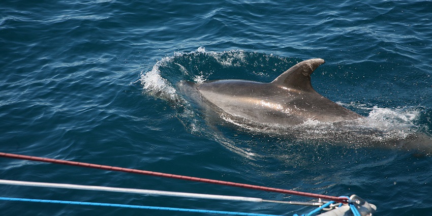 See dolphins at Bay of Islands, a breathtaking and engaging view.
