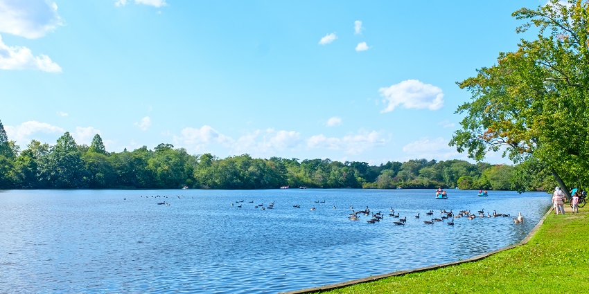 A view of the Belmont shoreline, showcasing the city's beautiful beaches and palm trees