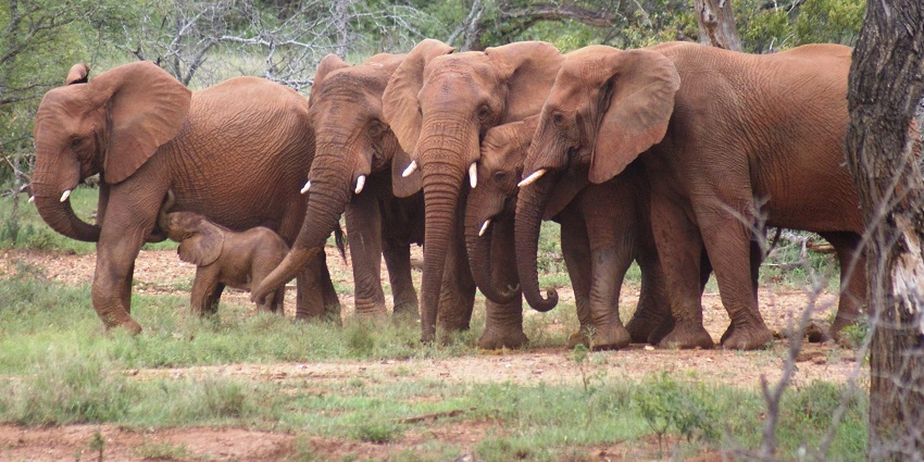 Image of herd of elephants - explore Benog Wildlife sanctuary near Koteshwar Temple